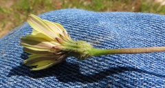 Leontodon saxatilis saxatilis