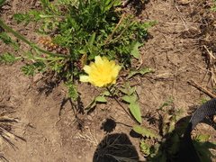 Leontodon saxatilis saxatilis