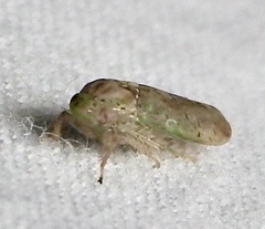 Ponana quadralaba