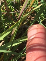 Helictochloa hookeri