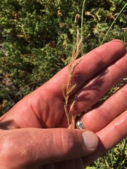 Helictochloa hookeri