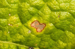 Elsinoe ampelina