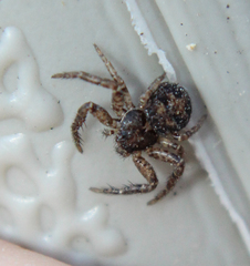 Bassaniana utahensis