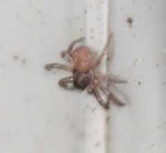 Bassaniana utahensis