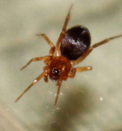 European Ant-eating Spider photo 2