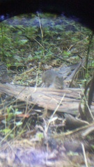 Sigmodon mascotensis