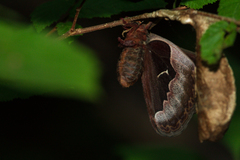 Callosamia angulifera