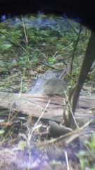 Sigmodon mascotensis