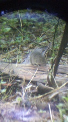 Sigmodon mascotensis