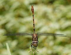 Aphylla angustifolia