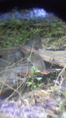 Sigmodon mascotensis