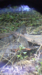 Sigmodon mascotensis