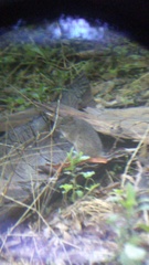 Sigmodon mascotensis