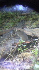 Sigmodon mascotensis