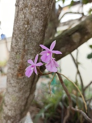 Dimerandra rimbachii