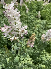 Corydalis caseana brandegeei