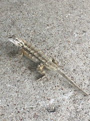 Sceloporus olivaceus