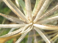 Tragopogon dubius