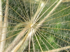 Tragopogon dubius