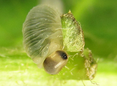 Macrophya infumata