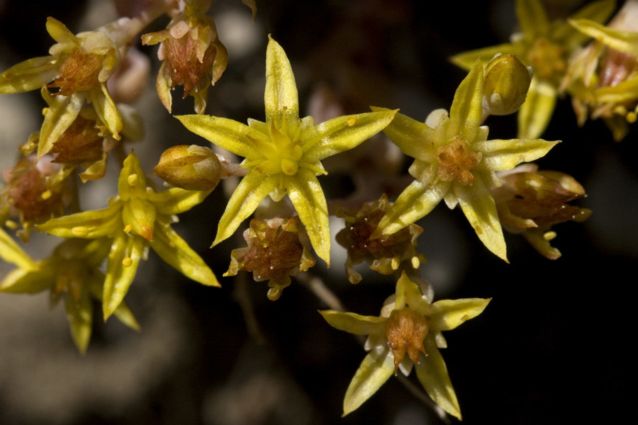 Sedum debile