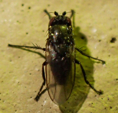 Leptocera