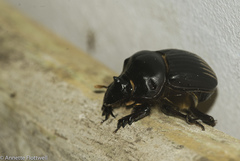 Dichotomius carolinus