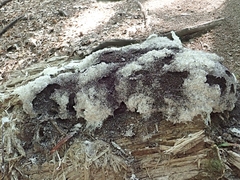 Fuligo septica candida