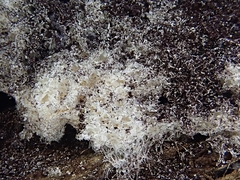 Fuligo septica candida
