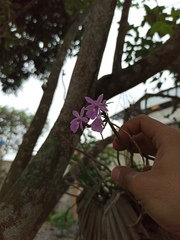 Dimerandra rimbachii