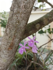 Dimerandra rimbachii