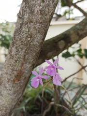 Dimerandra rimbachii