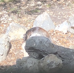 Otospermophilus variegatus