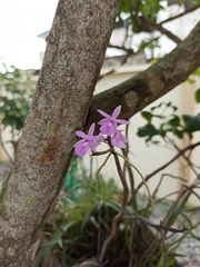 Dimerandra rimbachii