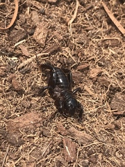 Stenopelmatus minor