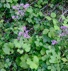 Adenostyles alliariae