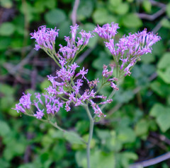 Adenostyles alliariae