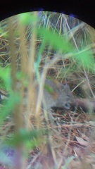 Sigmodon mascotensis