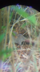 Sigmodon mascotensis