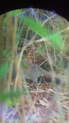 Sigmodon mascotensis