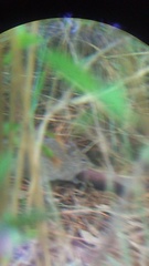 Sigmodon mascotensis