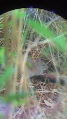 Sigmodon mascotensis