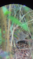 Sigmodon mascotensis