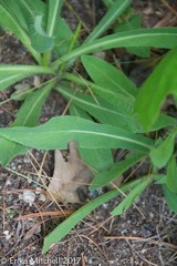 Pilosella piloselloides