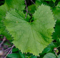 Adenostyles alliariae