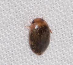 Laccophilus proximus