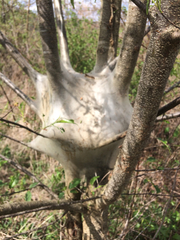 Malacosoma americana