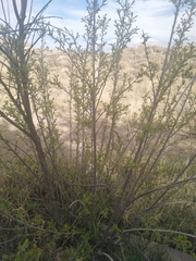 Aloysia gratissima