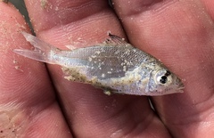 Eucinostomus argenteus