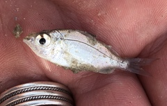 Eucinostomus argenteus